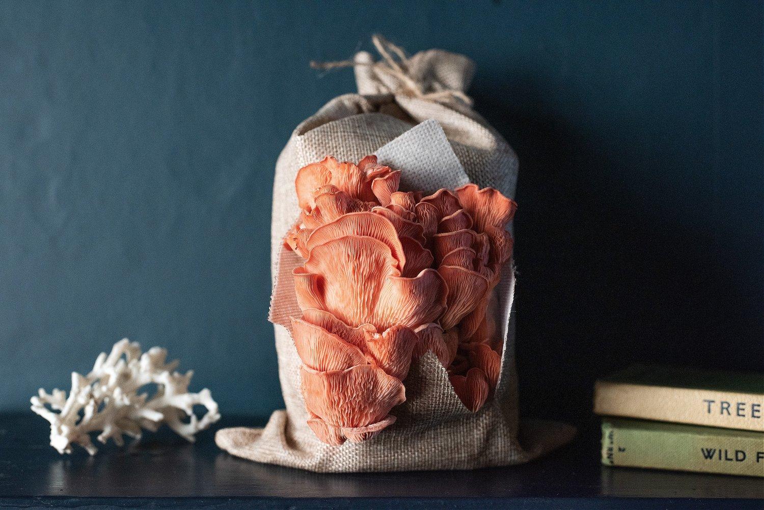 uploads/images/Caleymixed_2 1