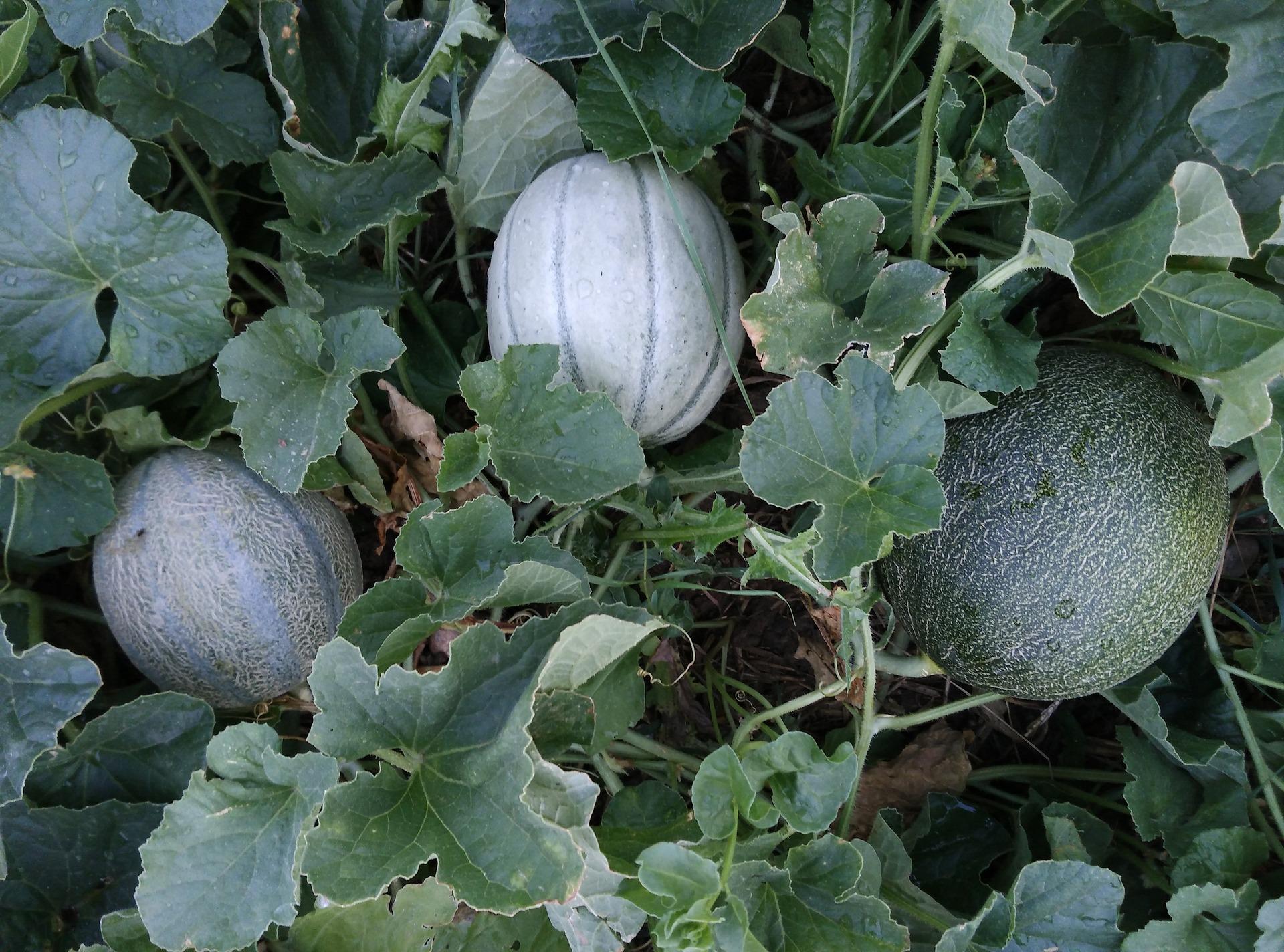 cantaloupe 2689452_1920