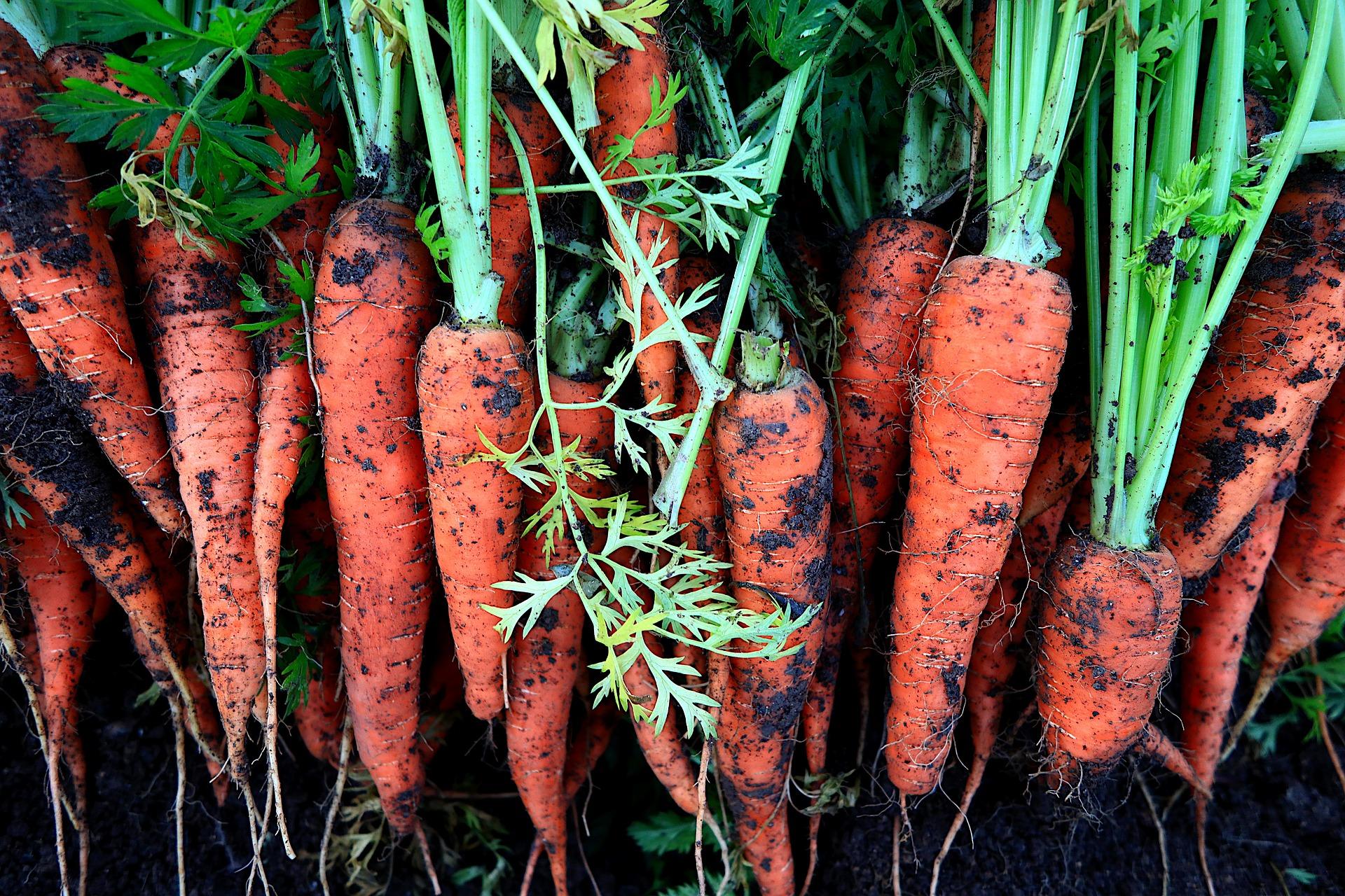 uploads/images/Carrots 5474785_1920