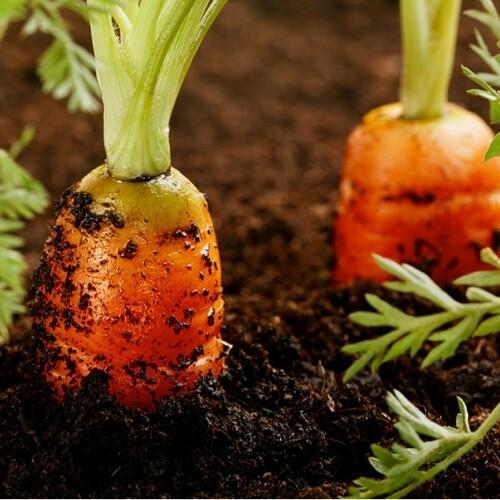uploads/images/Carrots In Compost Qgs