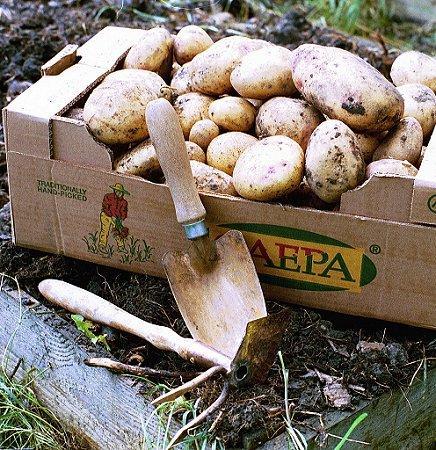 uploads/images/Castor Tool 3