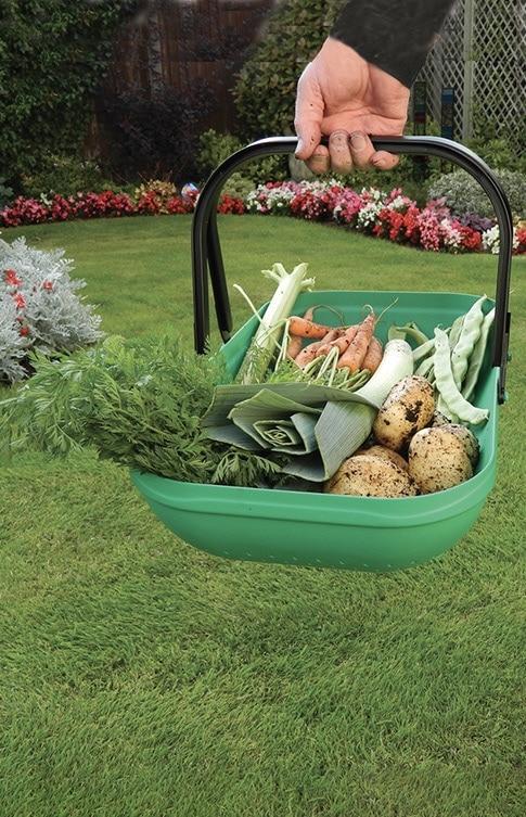 uploads/images/Cat Propagation Growing