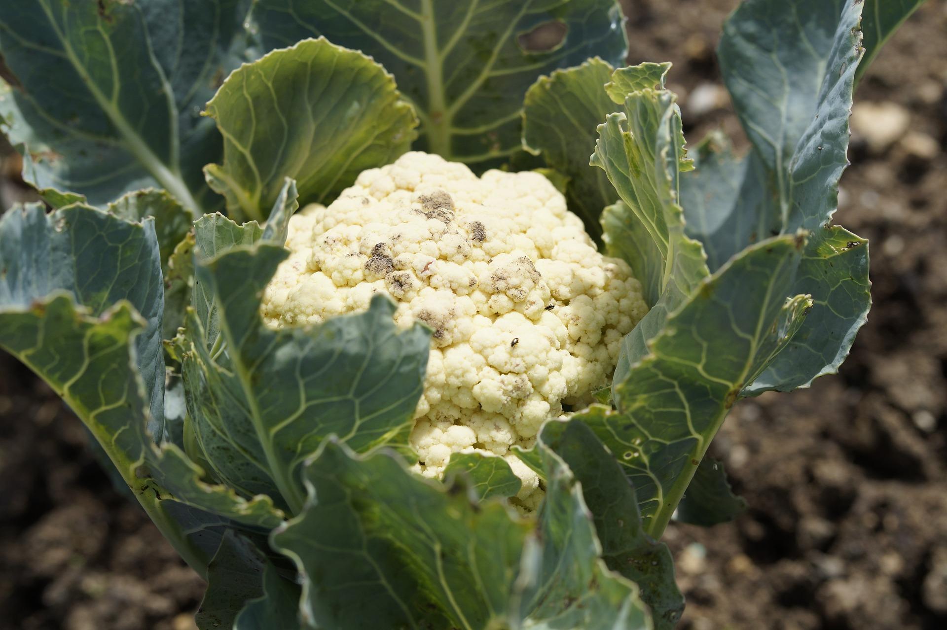 uploads/images/Cauliflower 413565_1920