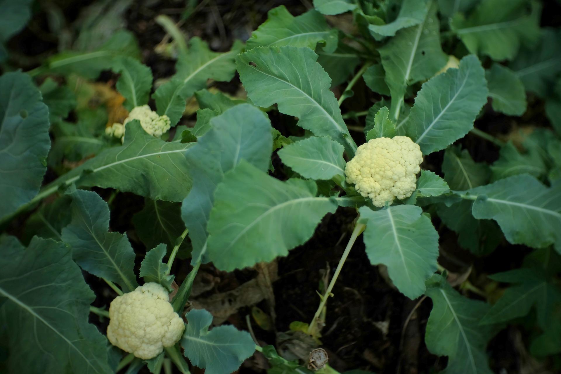 uploads/images/Cauliflower 5936410_1920