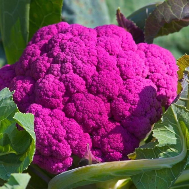 uploads/images/Cauliflower F1 Graffiti Seeds Grow Your Own P5270 40752_medium