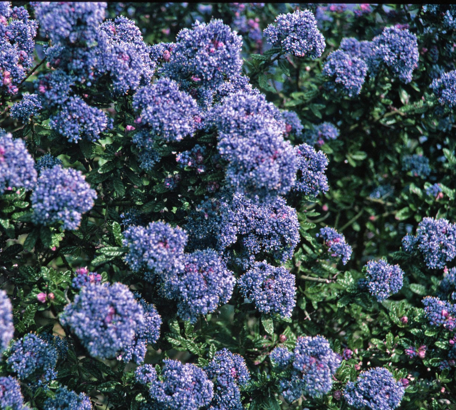 uploads/images/Ceanothus Puget Blue 3l Bush 5023242193052