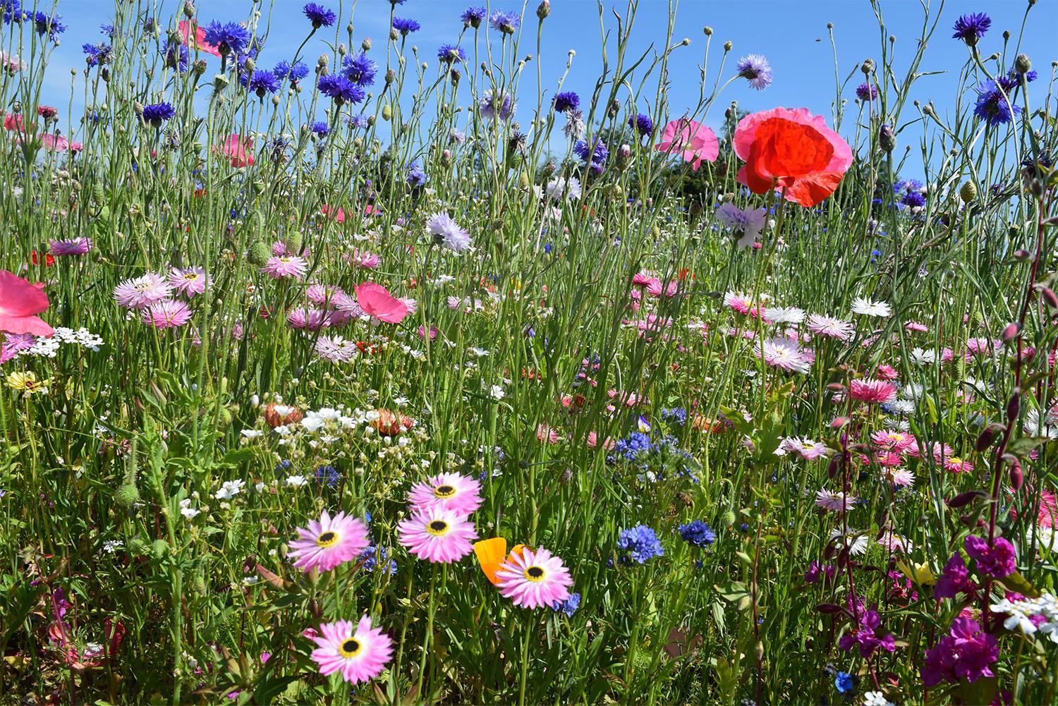 uploads/images/Celebrationwildflowers