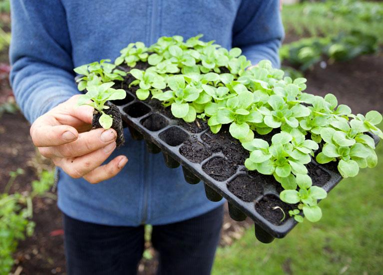 uploads/images/Charles Dowding 1