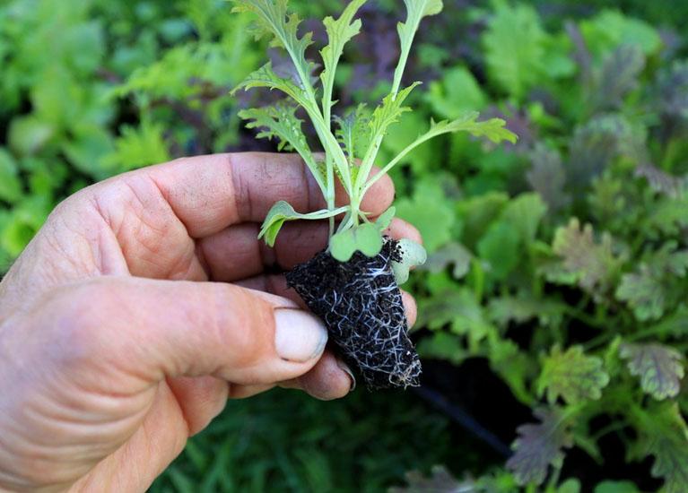 uploads/images/Charles Dowding 2