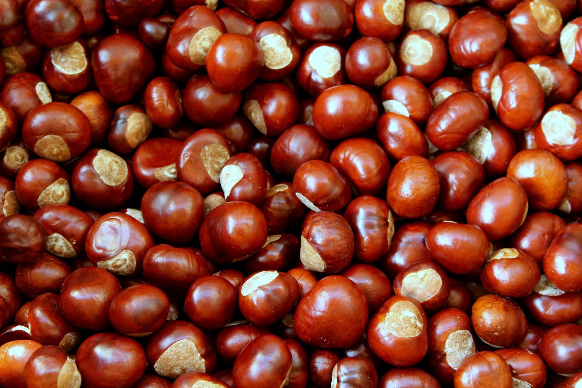 uploads/images/Chestnuts 4500209_1920