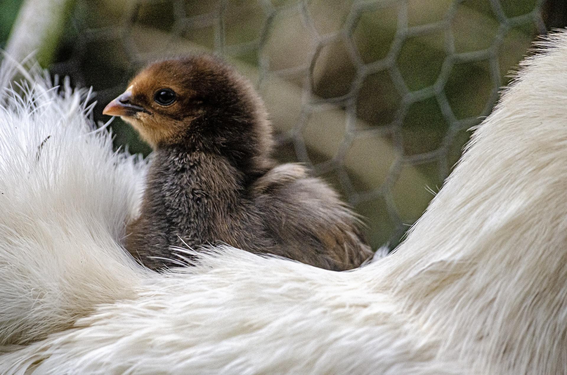 uploads/images/Chick 4934119_1920