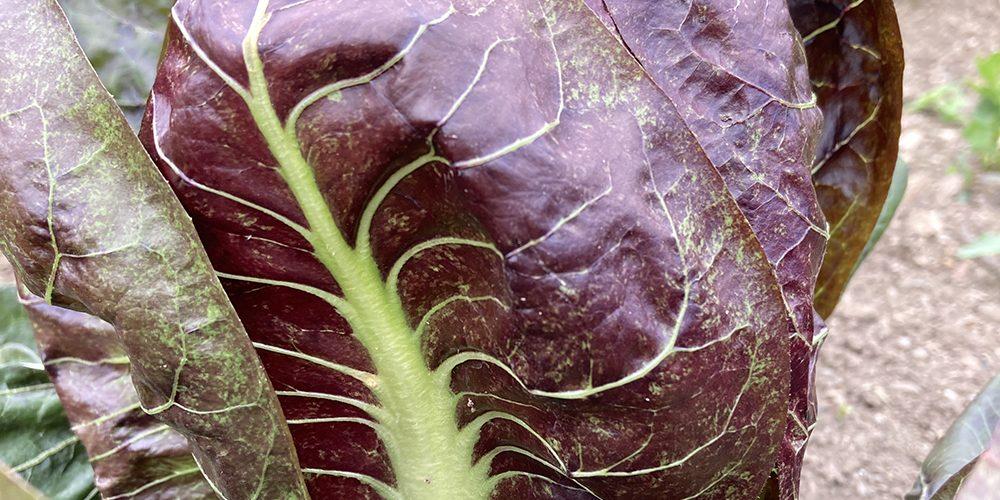 uploads/images/Chicory Mature 1000x500