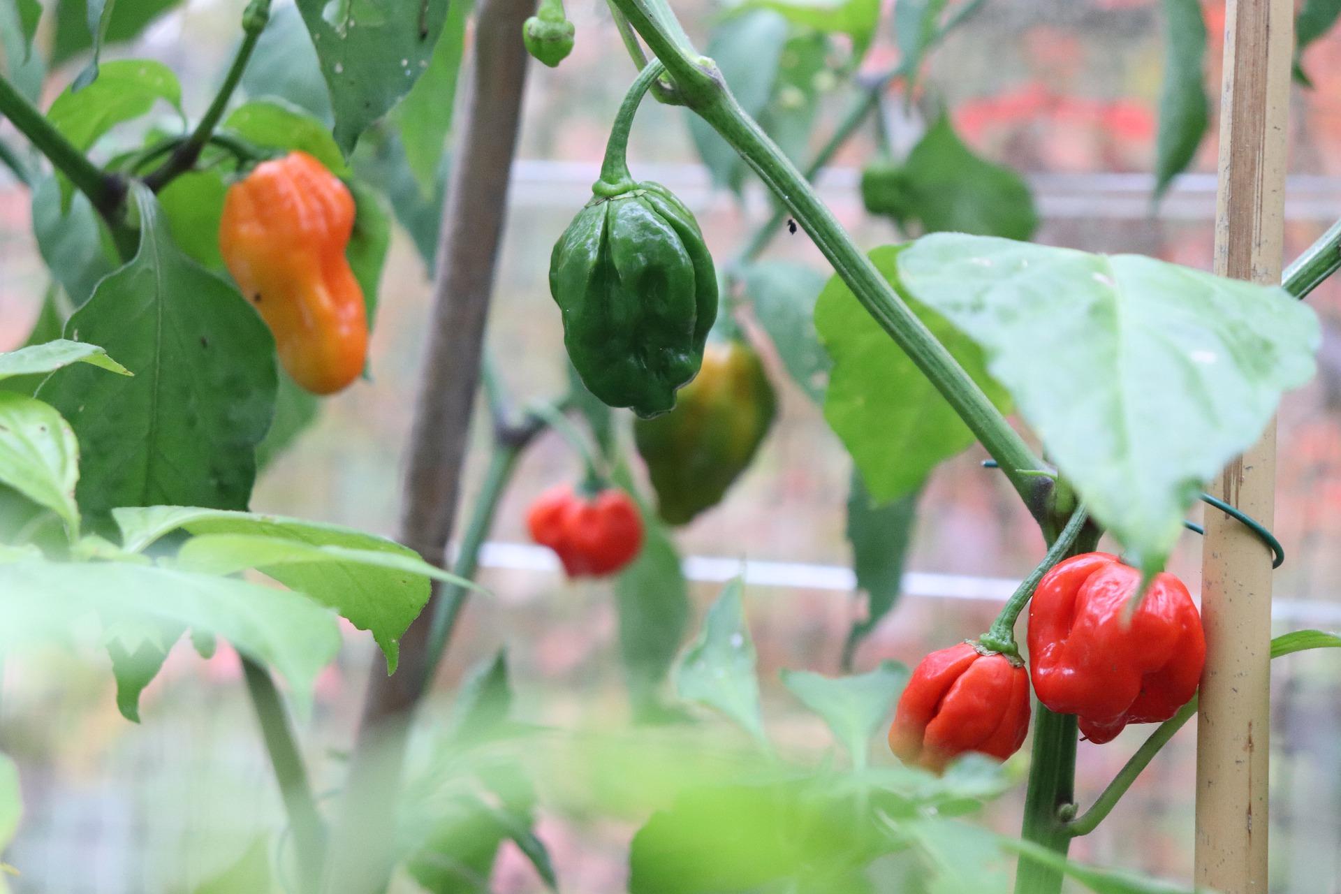 uploads/images/Chilli 7671209_1920