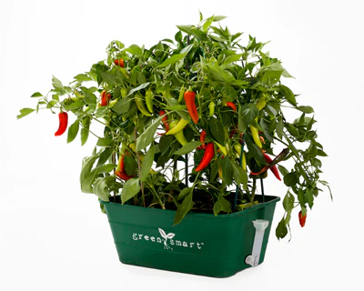 uploads/images/Chilli_01w