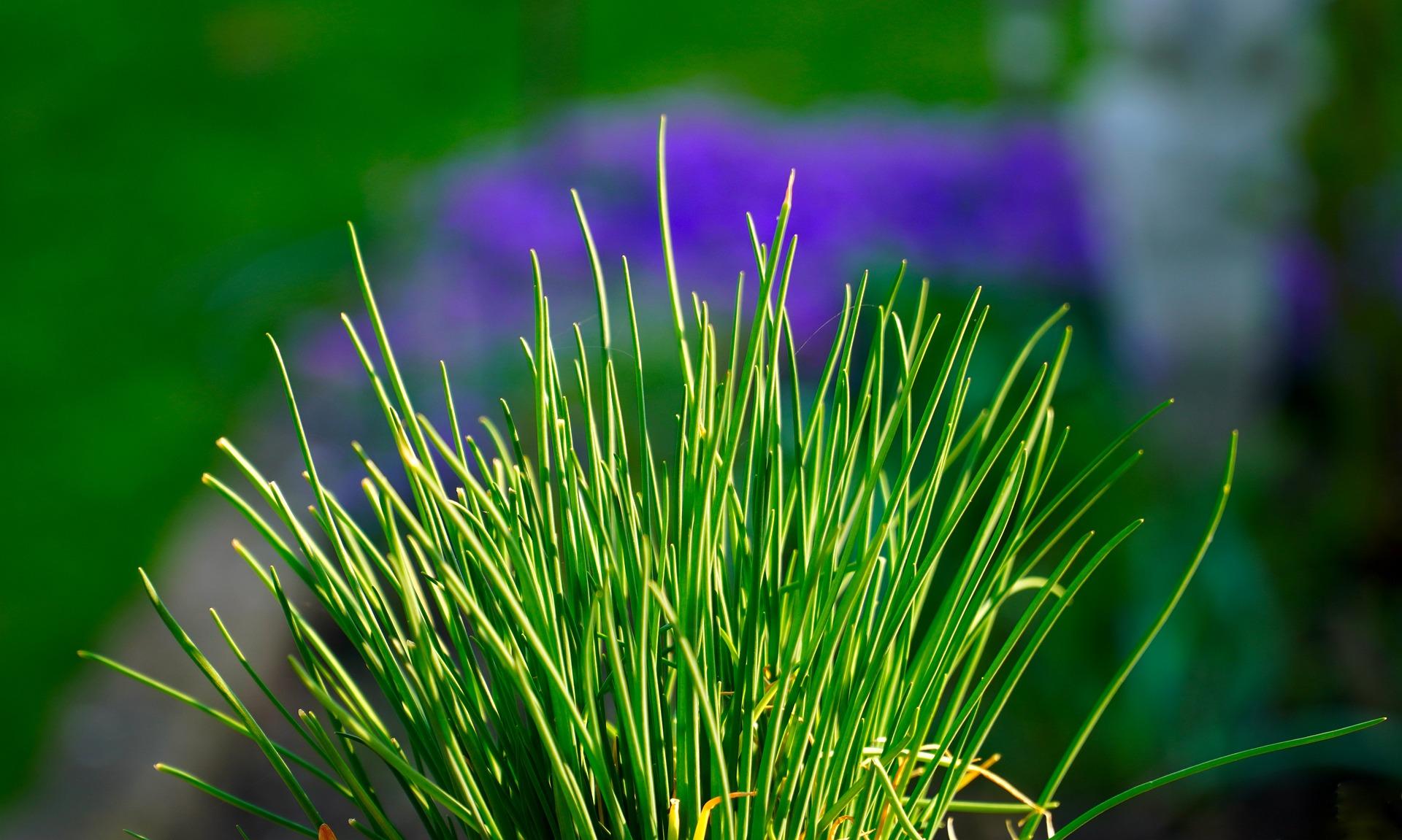 uploads/images/Chives 5022271_1920