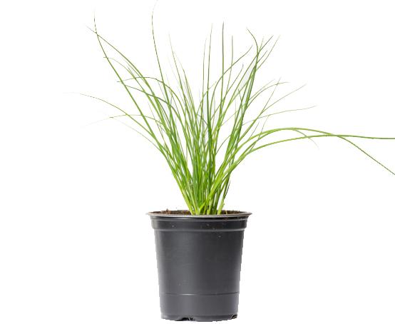 uploads/images/Chives