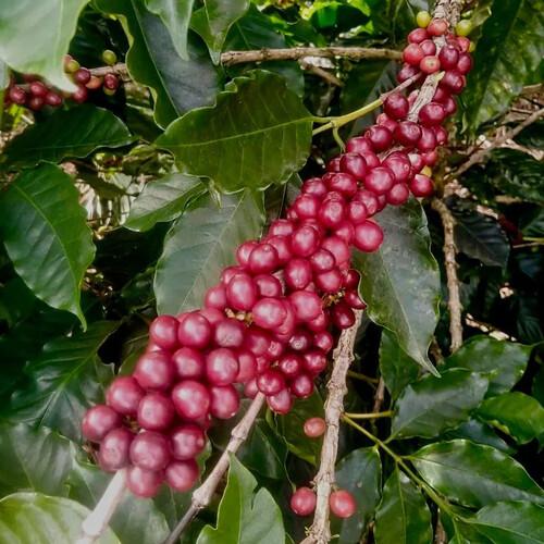 uploads/images/Coffea_arabica_villa_sarchii