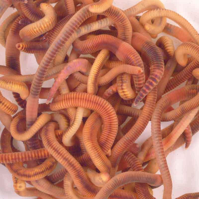 uploads/images/Composting Worms