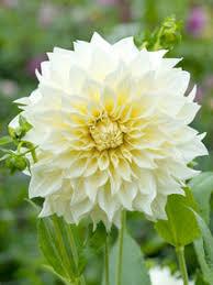 uploads/images/Cream Dahlias