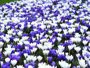 uploads/images/Crocus Blue and White Mix2_317x238_crop_center