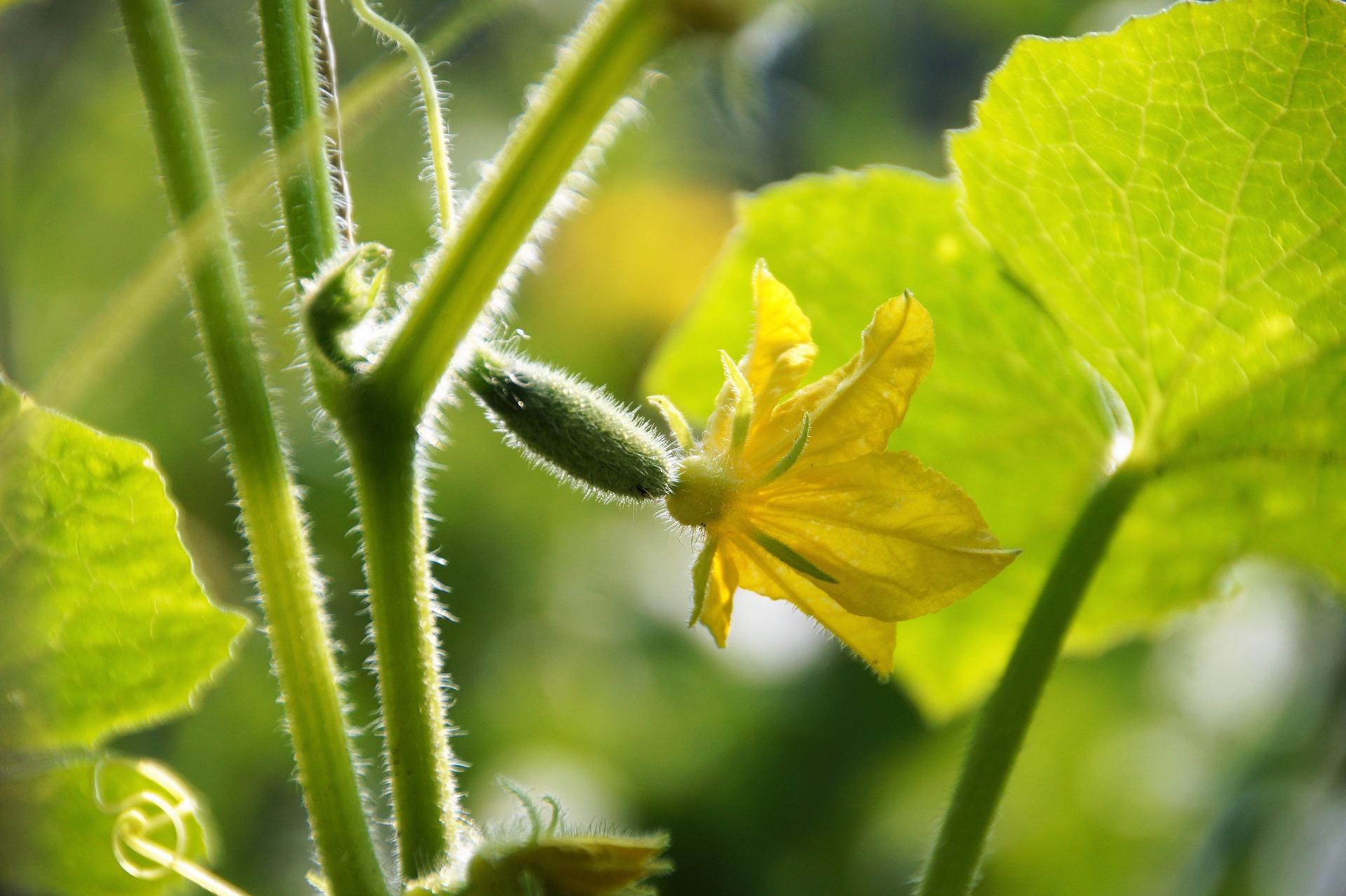 uploads/images/Cucumber 7303457_1920