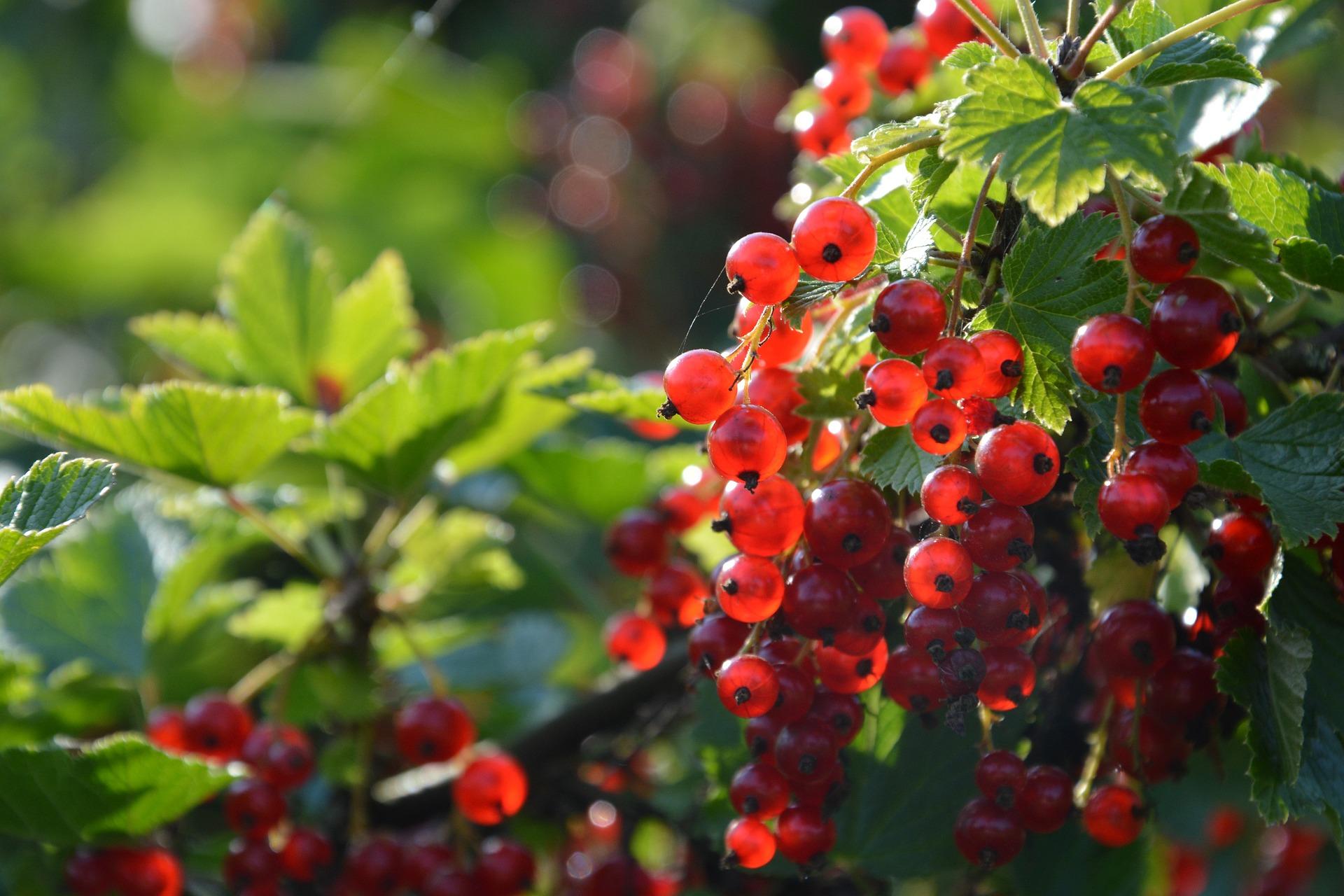 uploads/images/Currants 4679514_1920