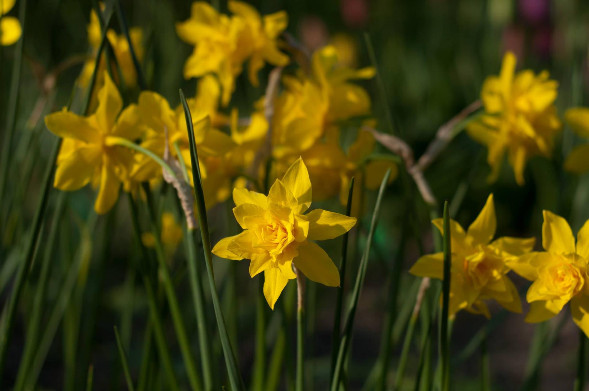 uploads/images/Daffodils Gt