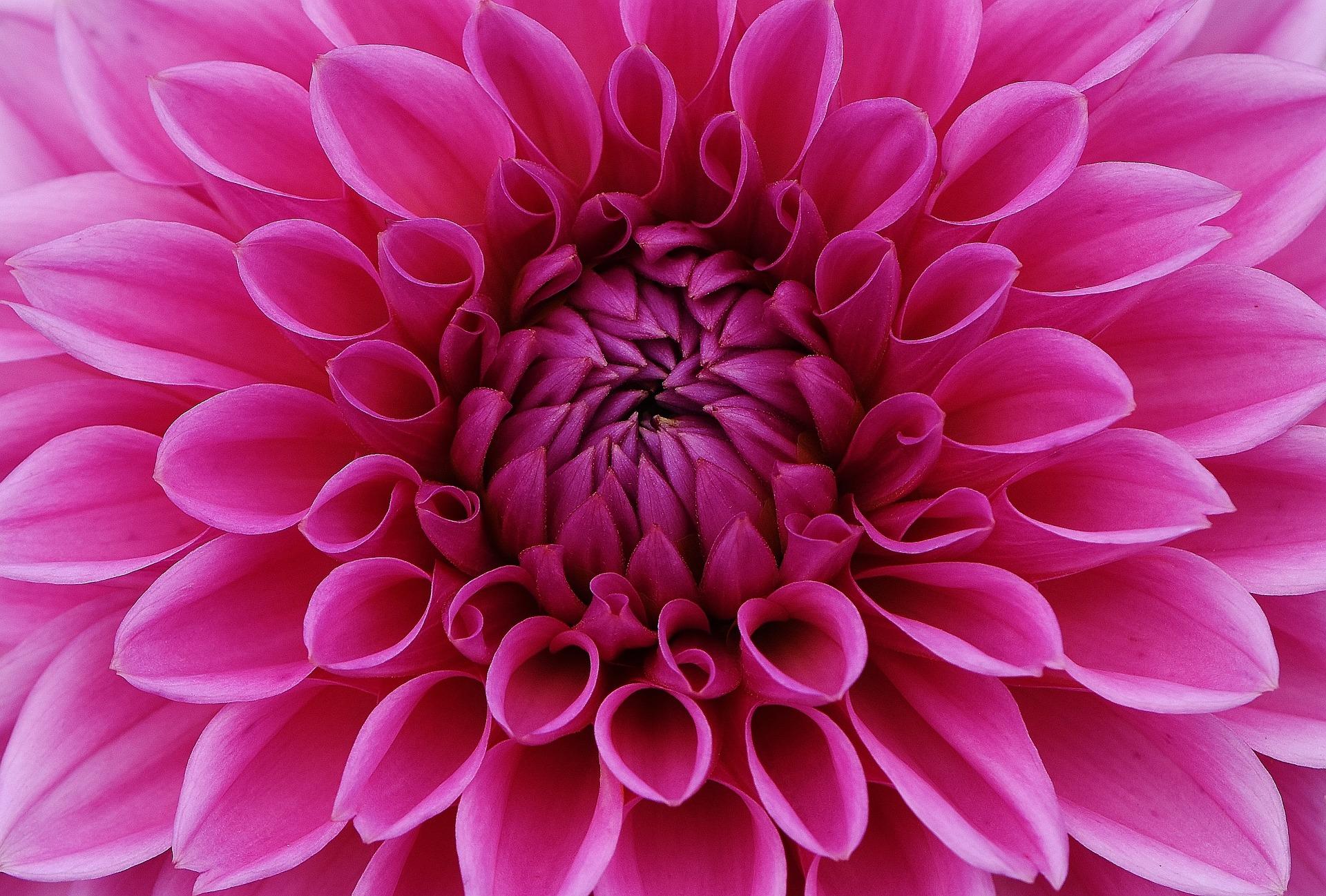 uploads/images/Dahlia 1642455_1920
