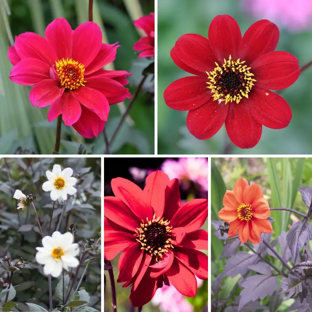 uploads/images/Dahlia Bishop Collection