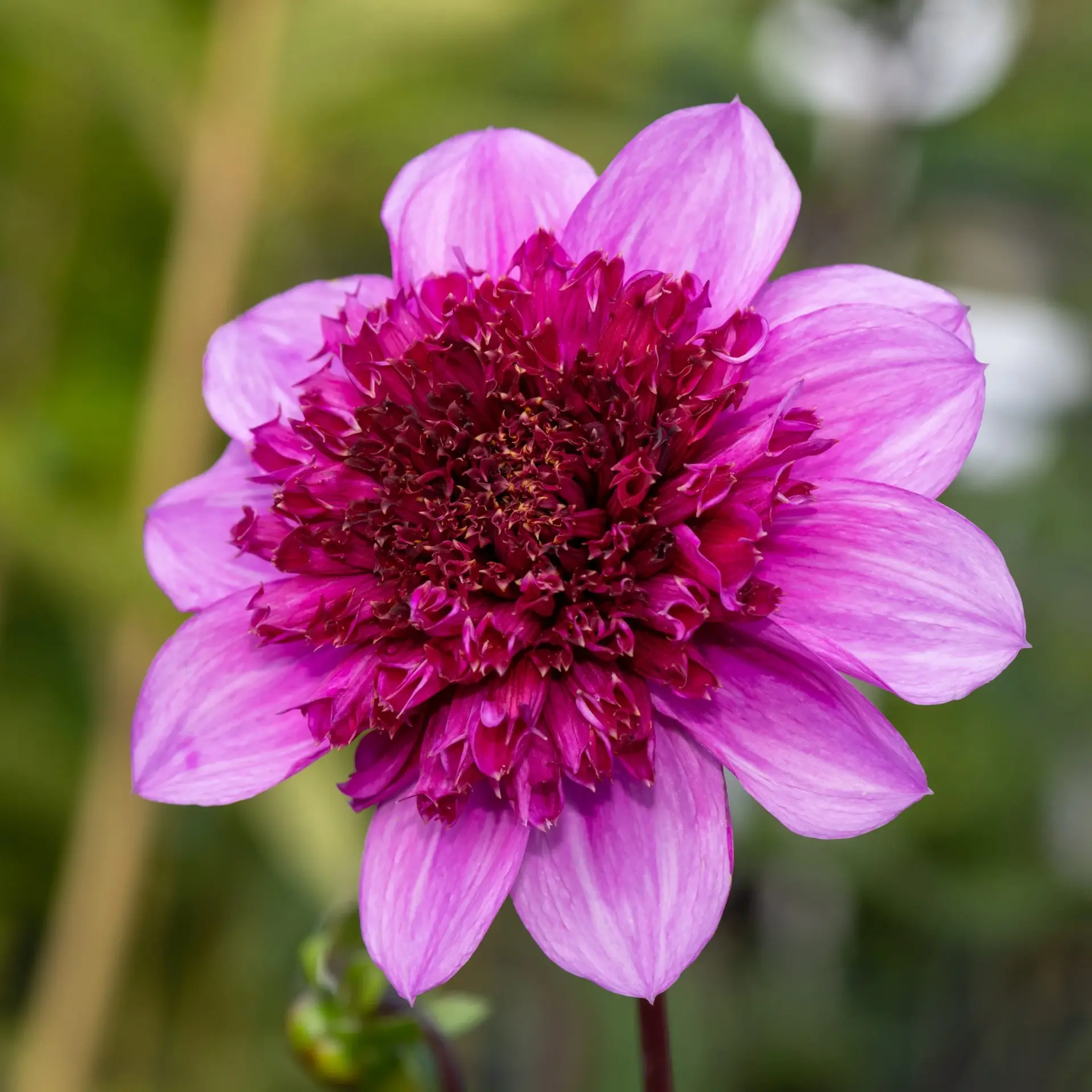 uploads/images/Dahlia Blue Bayou Ss Square Scaled