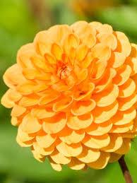 uploads/images/Dahlia Pake Orange