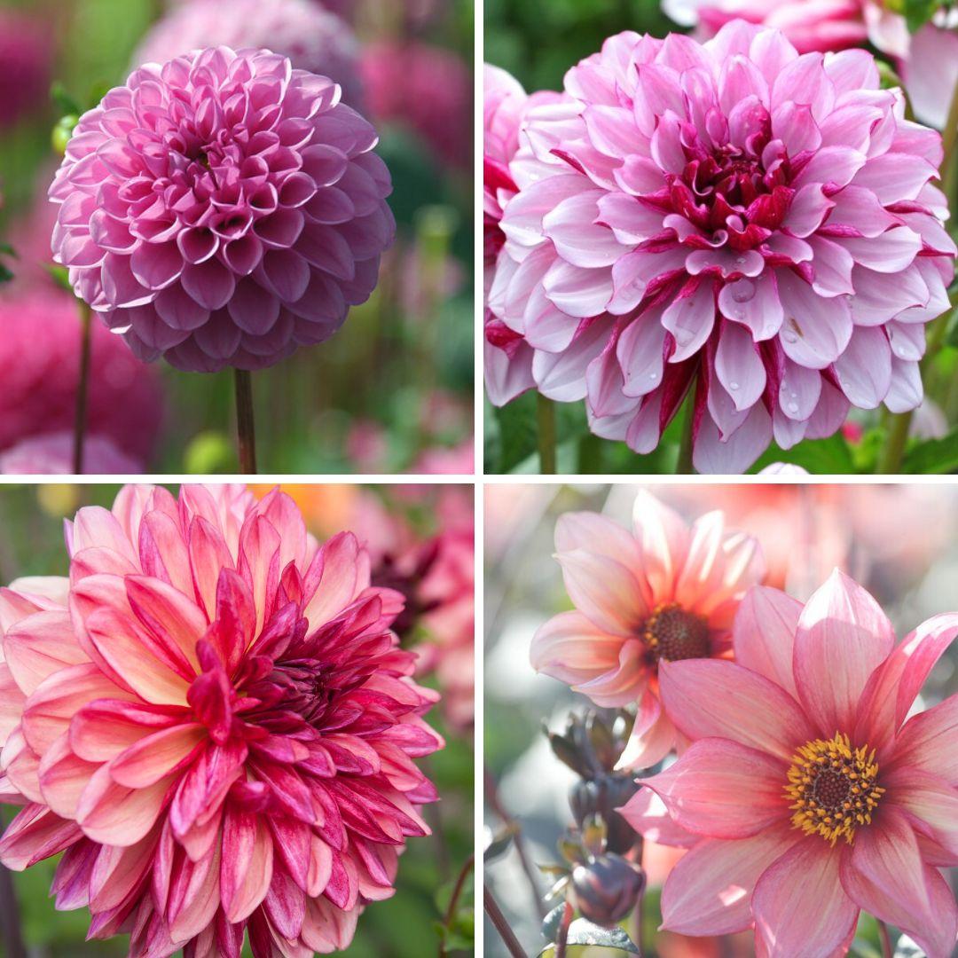 uploads/images/Dahlia Pink Collection 1