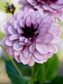 uploads/images/Dahlia_creme_de_cassis 1_215x287_crop_center
