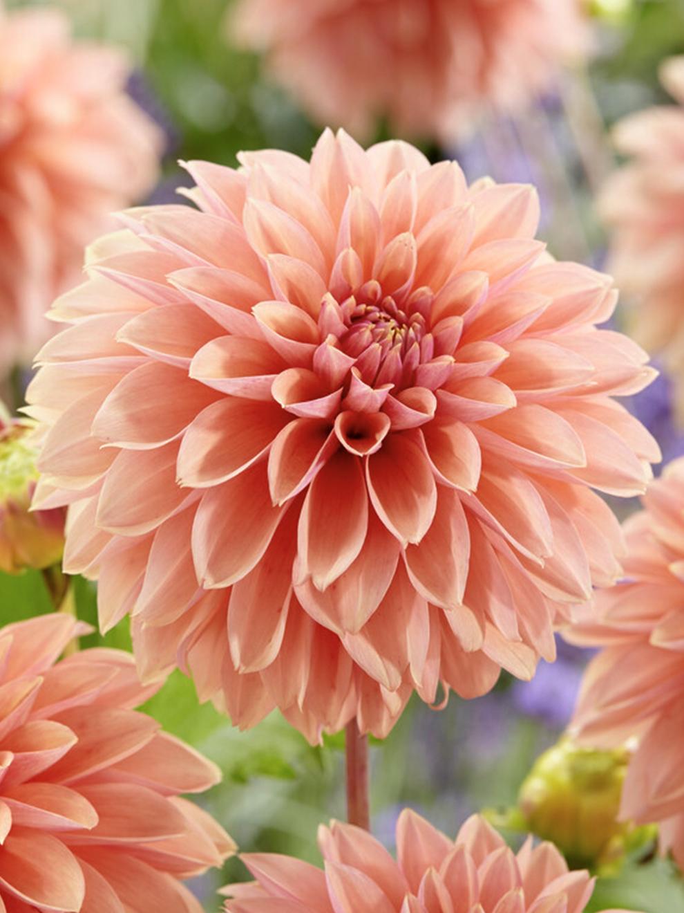 uploads/images/Dahlia_kick_off 1