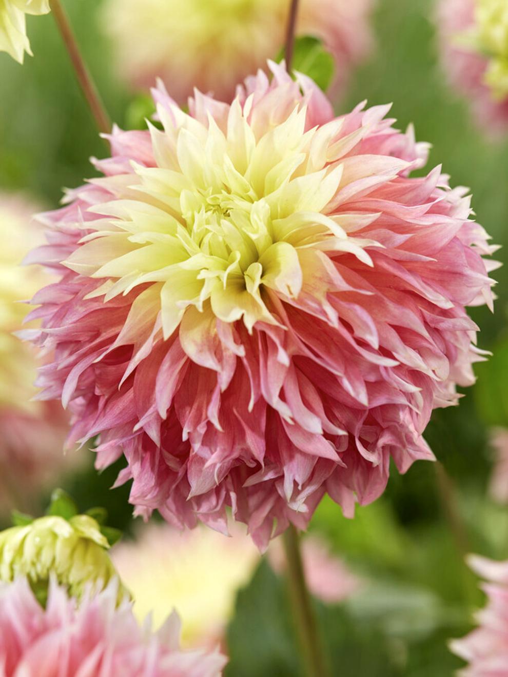 uploads/images/Dahlia_kogane_fubuki 1