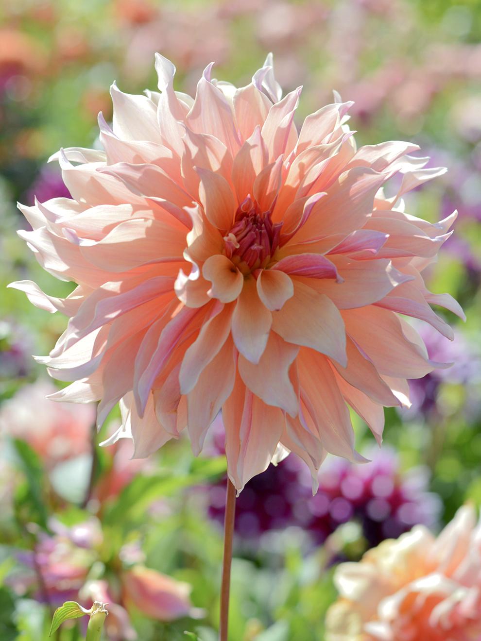 uploads/images/Dahlia_labyrinth 4