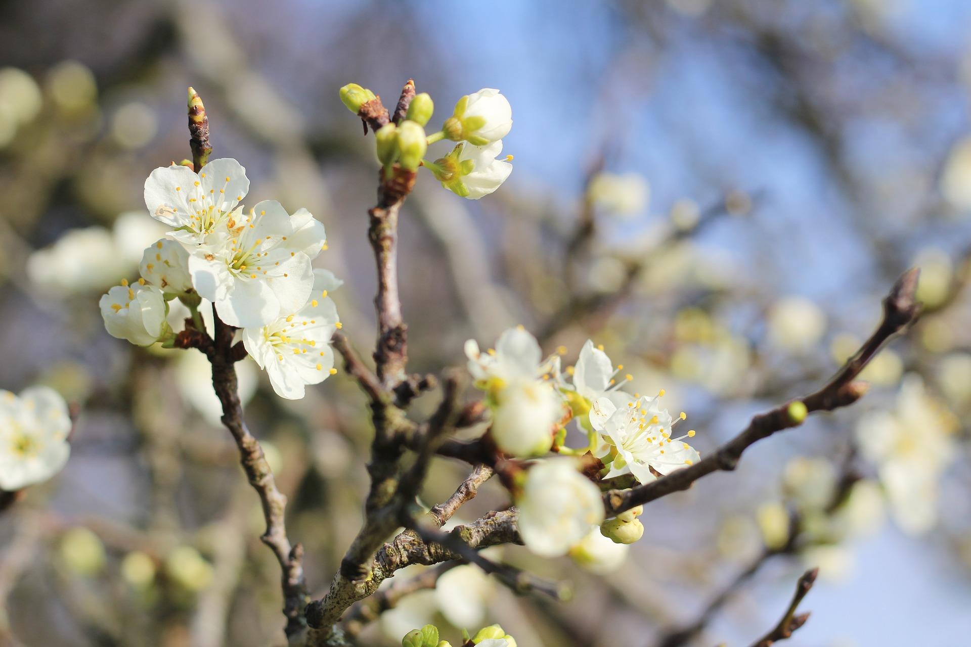 uploads/images/Damson 4968541_1920