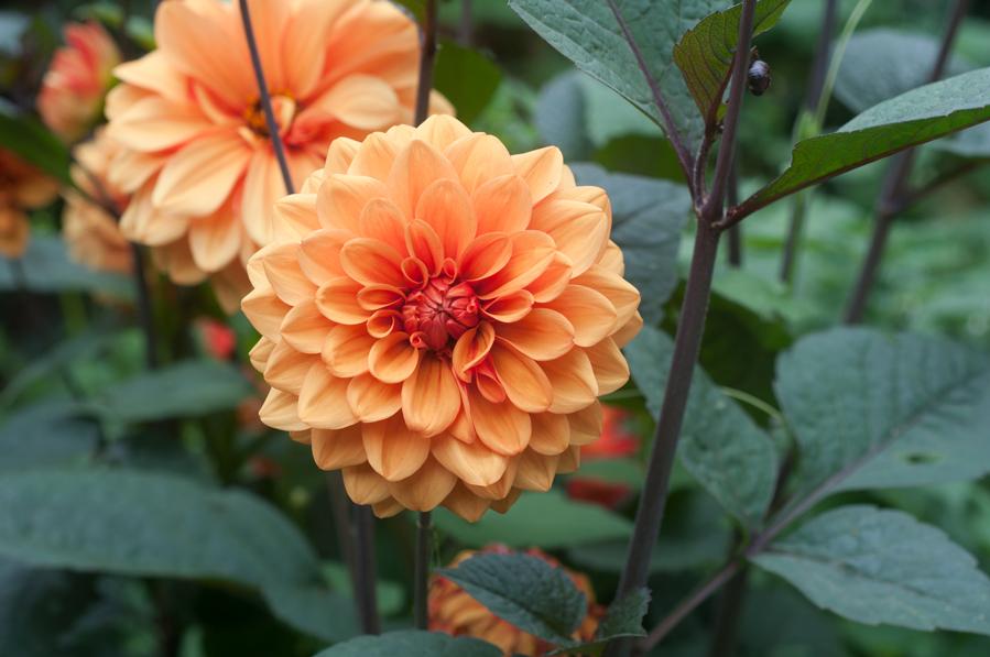 uploads/images/David Howard 01 Copy 81c25e18cd3905992bf78a77033c4765