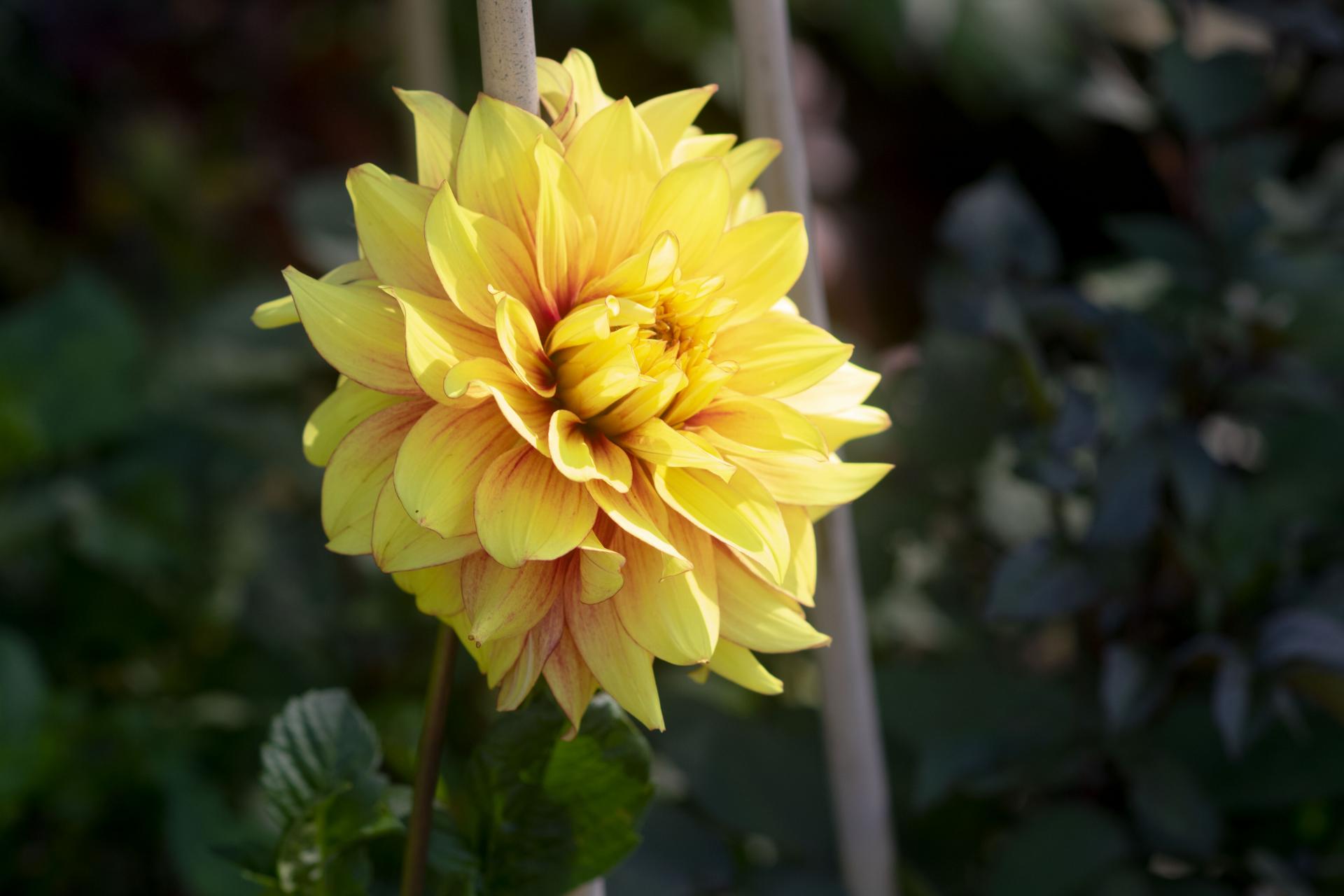 uploads/images/Dazzlingmagic Copy