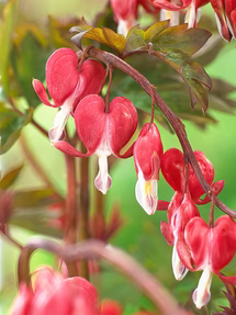 uploads/images/Dicentra_hordival_valentine 1_215x287_crop_center
