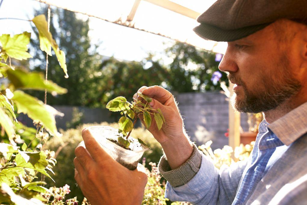 uploads/images/Diseases Affecting Crops