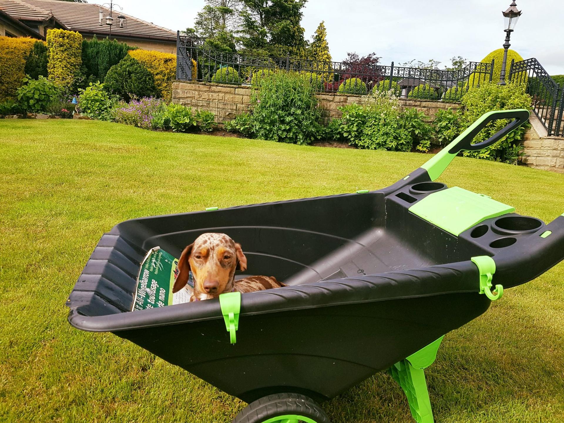 uploads/images/Dog In Barrow