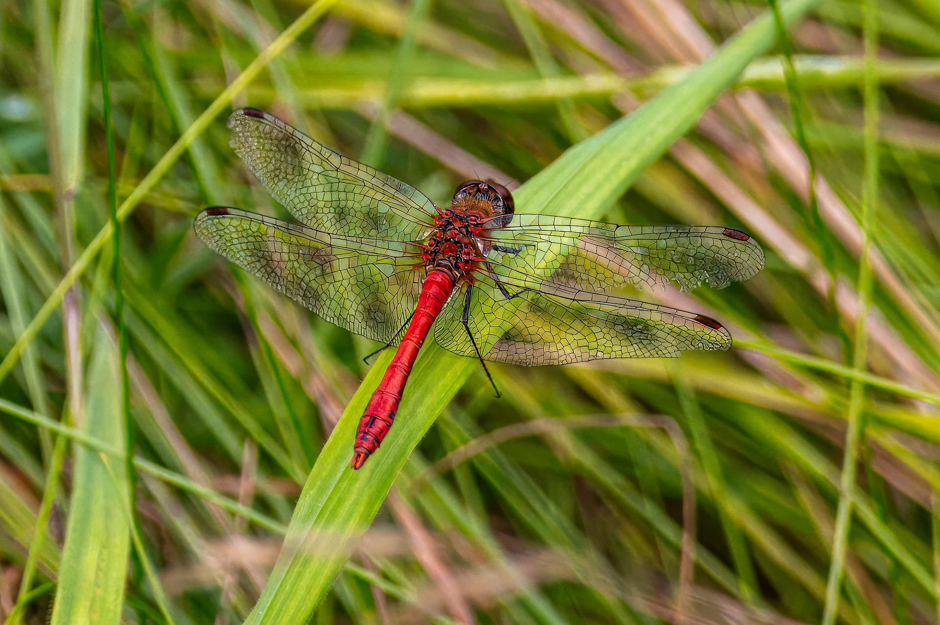 uploads/images/Dragonfly 8428001_1920