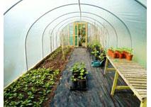 uploads/images/Dream Polytunnels