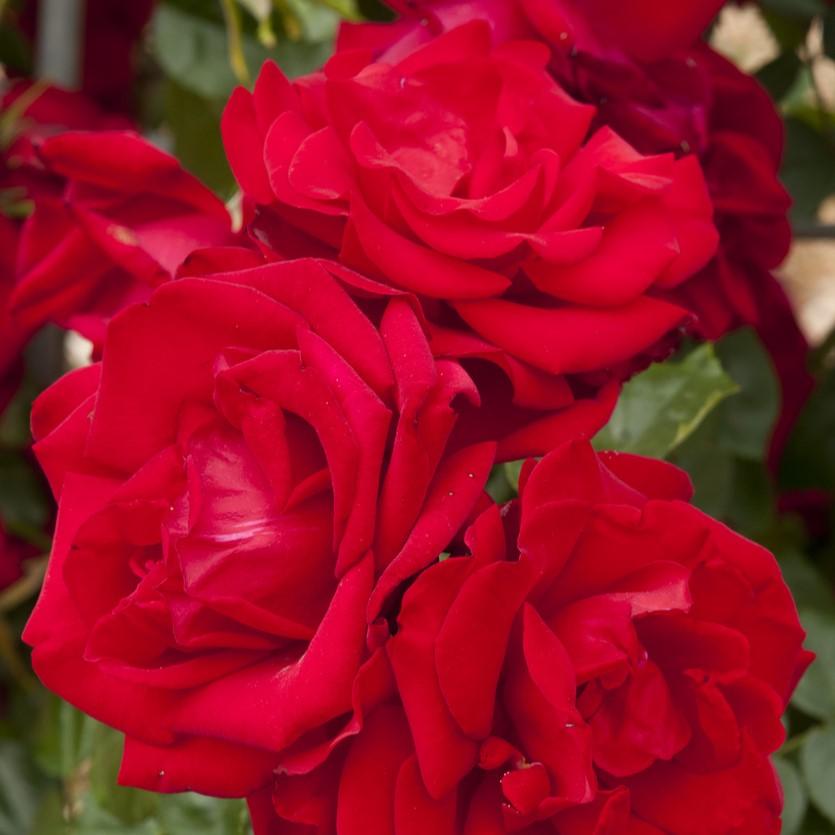 uploads/images/Dublin Bay Square Rose 