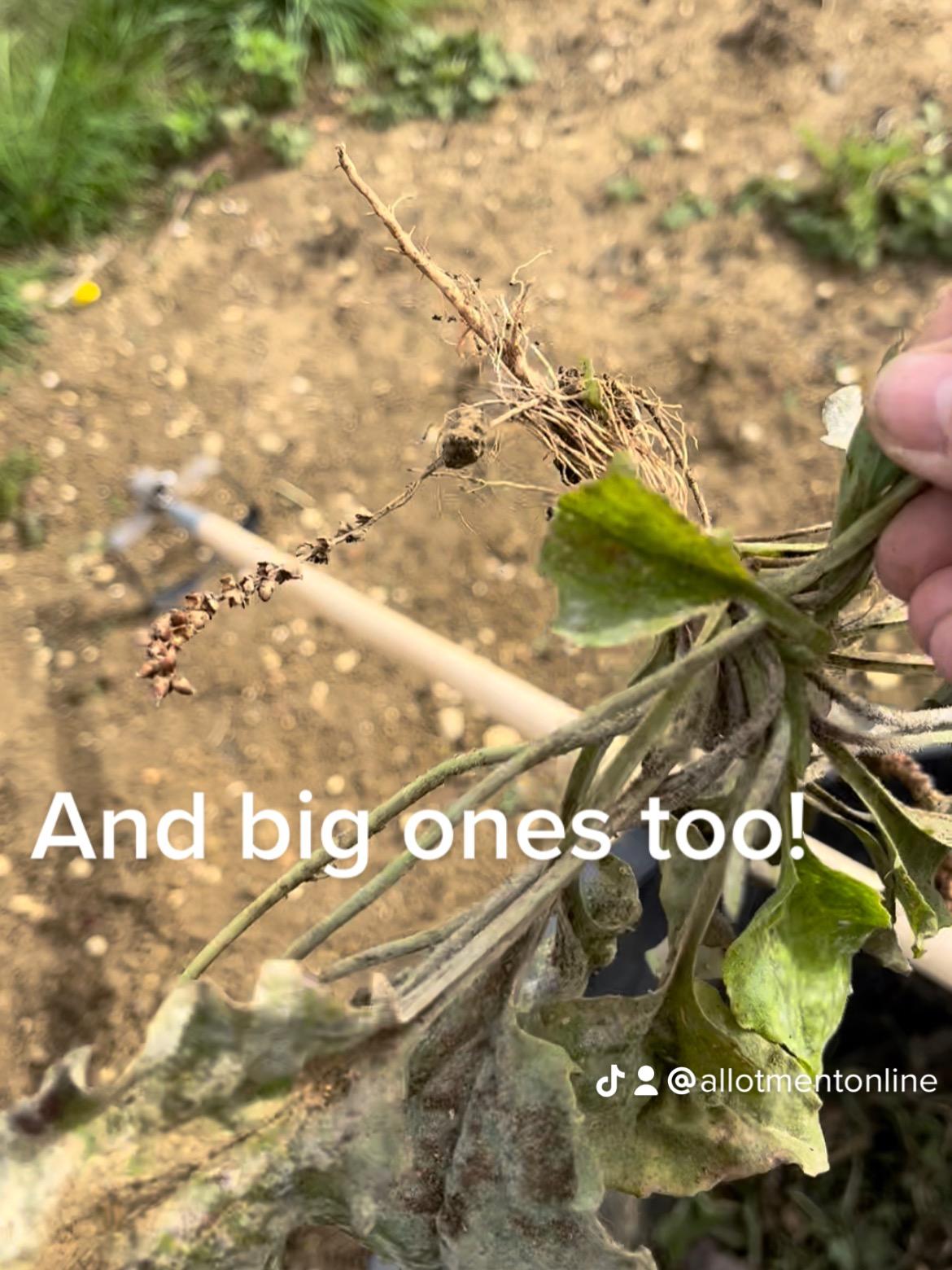 uploads/images/E2ebf1b4 9d2a 4ba9 B48f De157729ca89