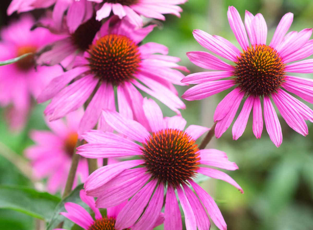 uploads/images/Echinacea 3