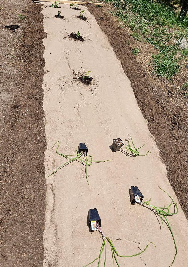 uploads/images/Ecomulch_new_plantsin___97929_3952b8d4 60cd 4d86 848b Bfa3fbc5c842_1024x1024