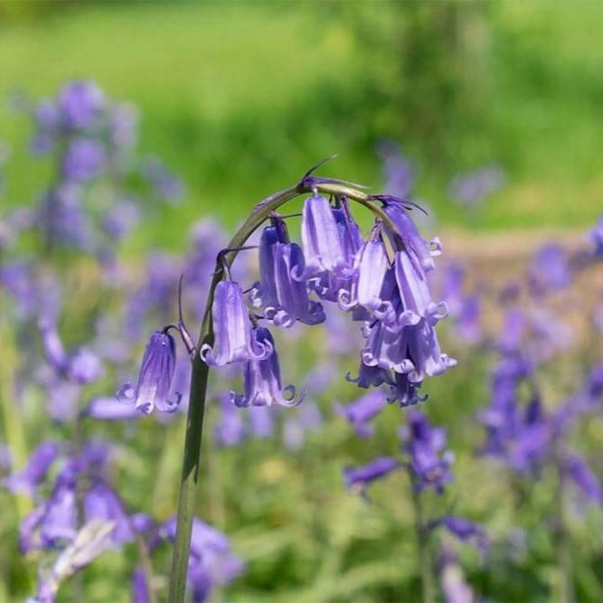 uploads/images/English Bluebells Square 