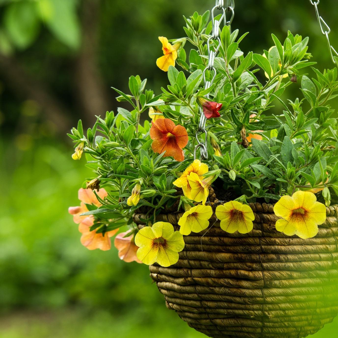 uploads/images/Er Hang Bask